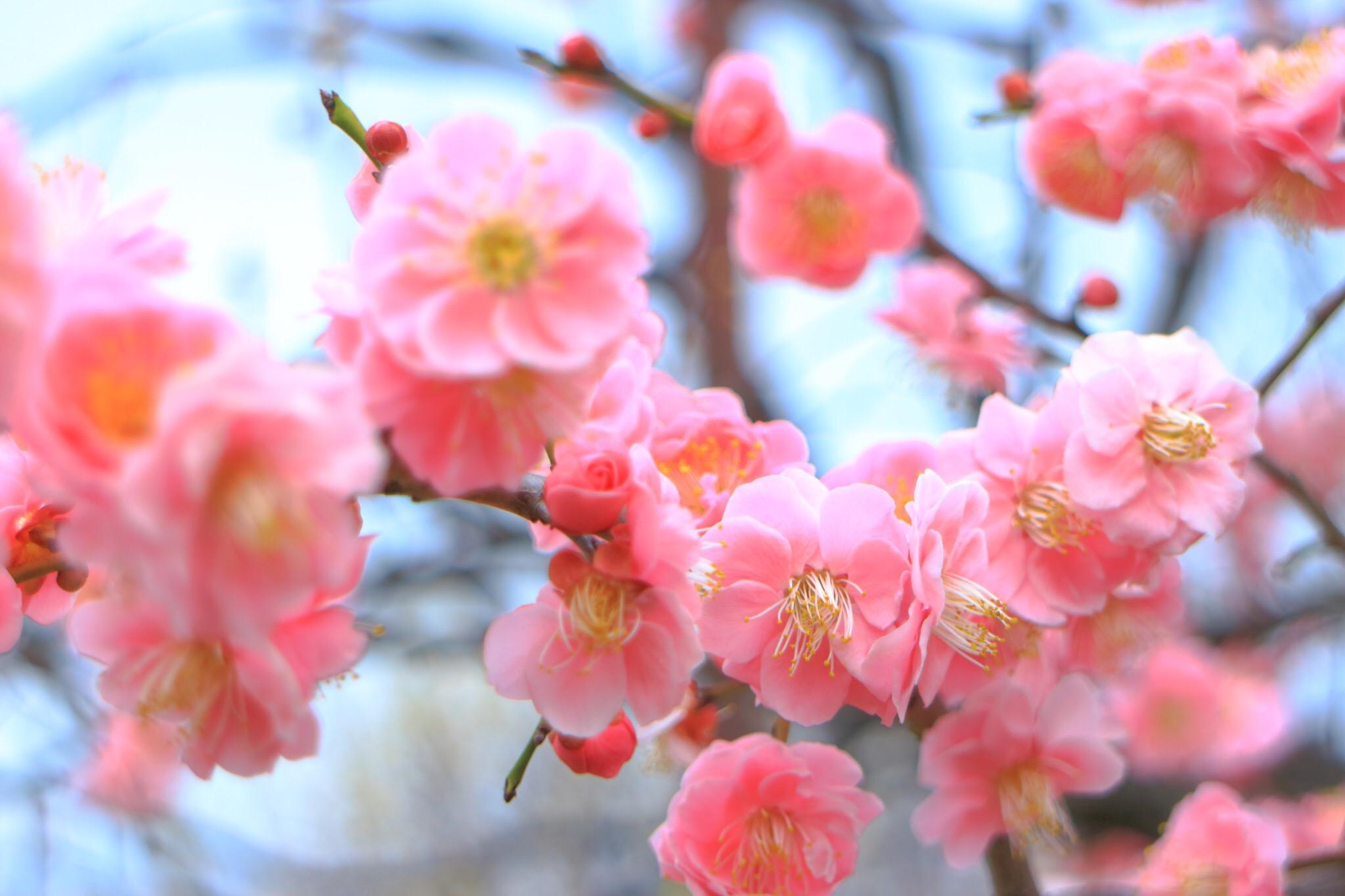 2月16日(日)　梅まつり