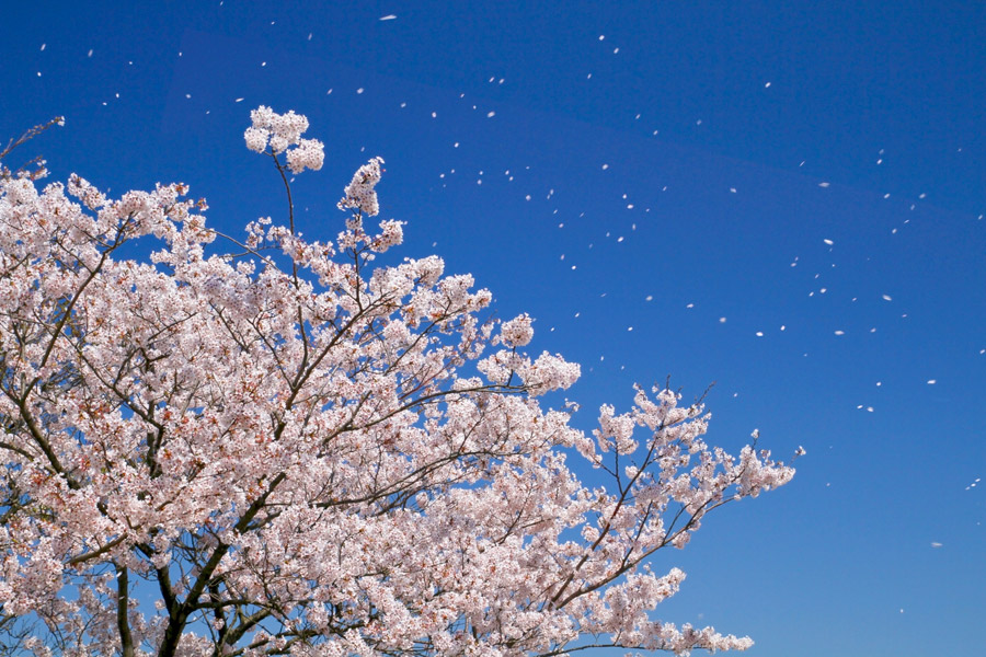 4月10日　昭和記念公園　きもので写真撮影