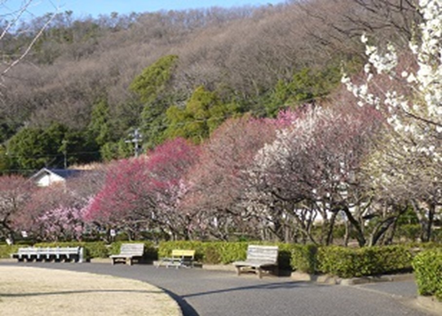 3/13（土）春のお散歩♪「梅林公園」